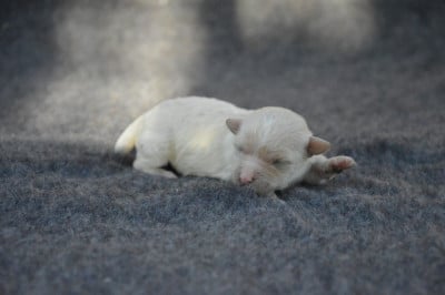 Les chiots de Bichon Frise