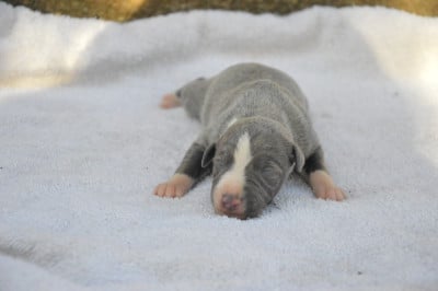 Les chiots de Whippet