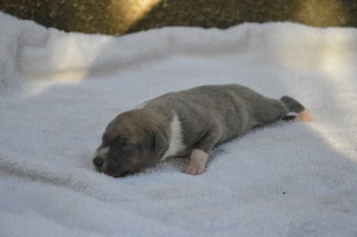 Les chiots de Whippet