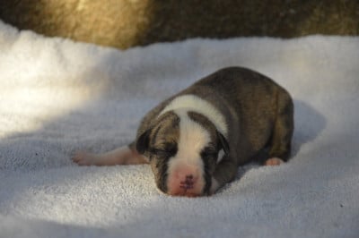Les chiots de Whippet