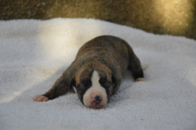 Les chiots de Whippet