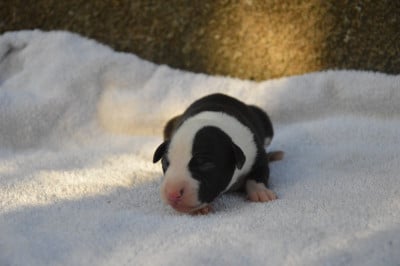 Les chiots de Whippet