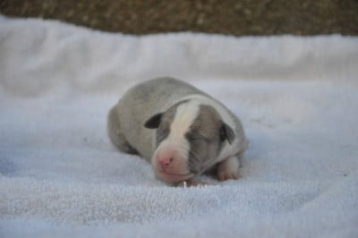 Les chiots de Whippet