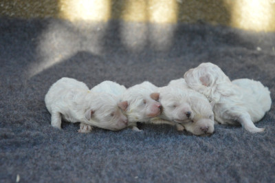 Les chiots de Bichon Frise