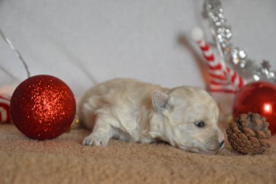 Les chiots de Bichon Frise