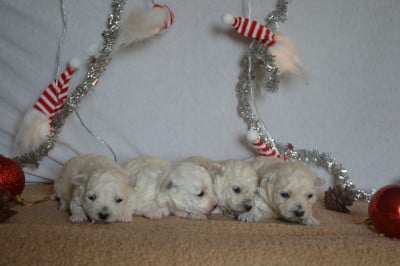 Les chiots de Bichon Frise