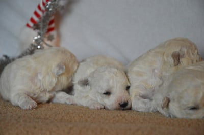 Les chiots de Bichon Frise