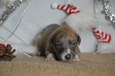 Les chiots de Whippet