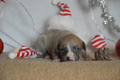 Les chiots de Whippet