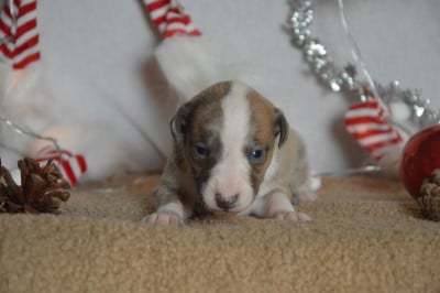 Les chiots de Whippet
