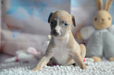 Les chiots de Whippet