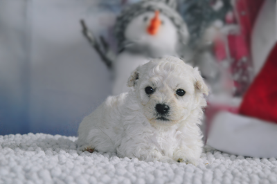 Les chiots de Bichon Frise