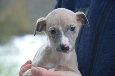 Les chiots de Whippet
