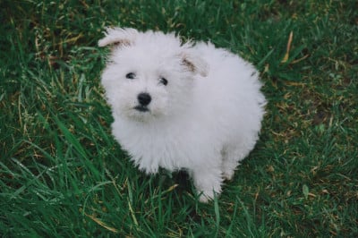 Les chiots de Bichon Frise