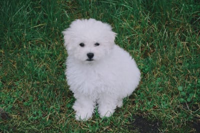 Les chiots de Bichon Frise