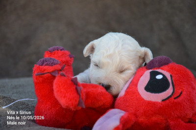 Les chiots de Bichon Frise