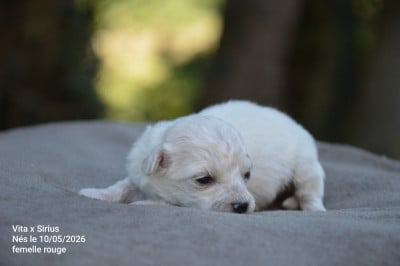 Les chiots de Bichon Frise