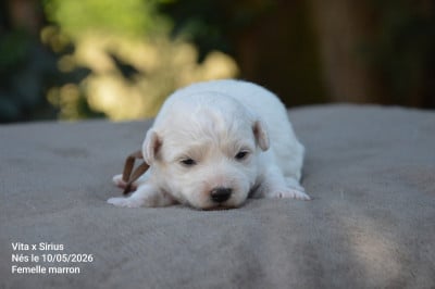 Les chiots de Bichon Frise