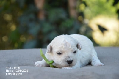 Les chiots de Bichon Frise