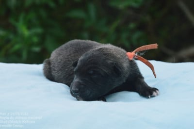 Les chiots de Berger Belge