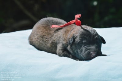 Les chiots de Berger Belge