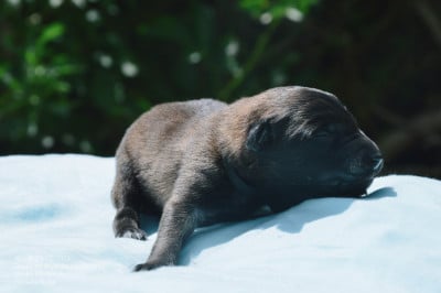 Les chiots de Berger Belge