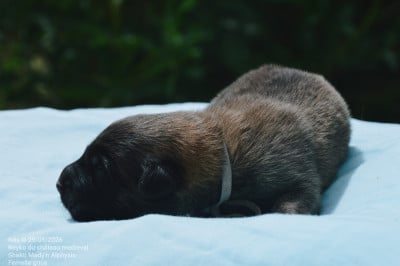 Les chiots de Berger Belge