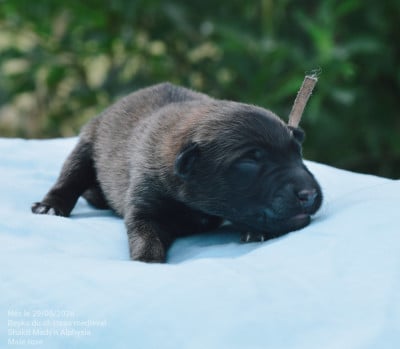 Les chiots de Berger Belge