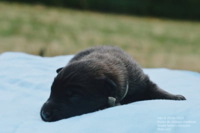 Les chiots de Berger Belge