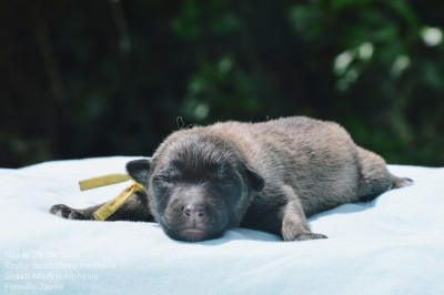 Les chiots de Berger Belge