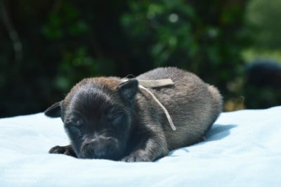 Les chiots de Berger Belge