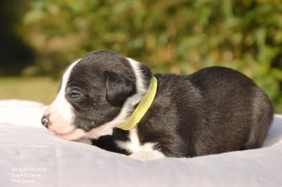 Les chiots de Whippet