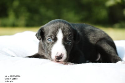 Chiot N°2 - Whippet