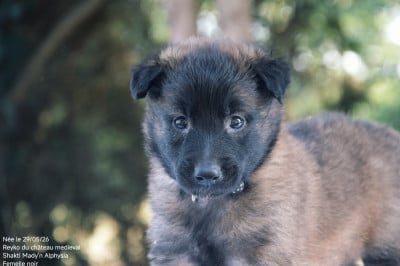 Les chiots de Berger Belge