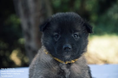 Les chiots de Berger Belge