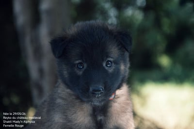 Les chiots de Berger Belge