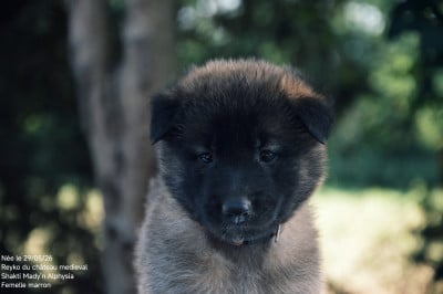 Les chiots de Berger Belge