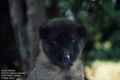 Les chiots de Berger Belge
