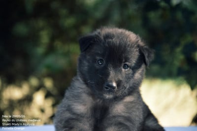 Les chiots de Berger Belge