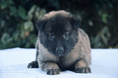 Les chiots de Berger Belge