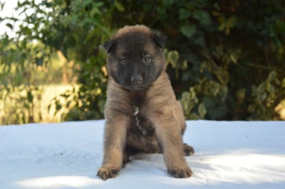 Les chiots de Berger Belge