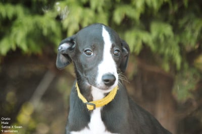Les chiots de Whippet