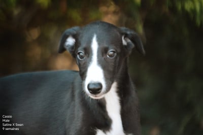 Les chiots de Whippet