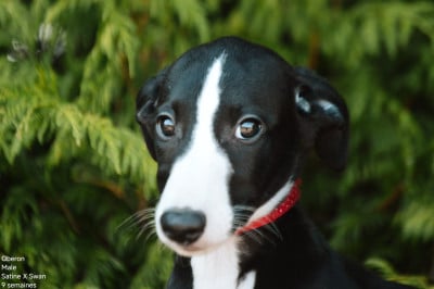 Les chiots de Whippet