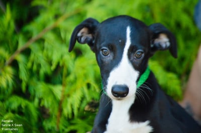 Les chiots de Whippet