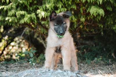 Les chiots de Berger Belge