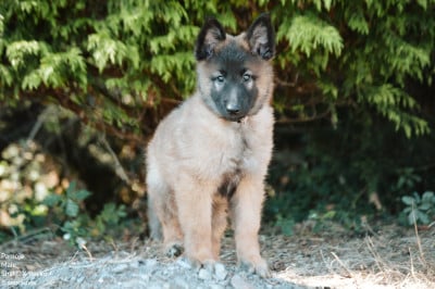 Les chiots de Berger Belge