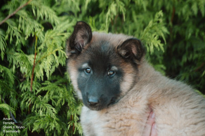 Les chiots de Berger Belge