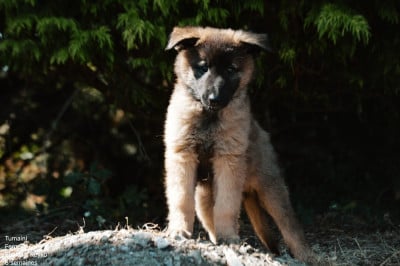 Les chiots de Berger Belge