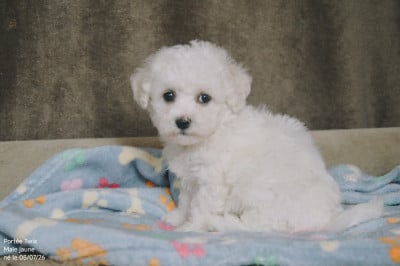 Les chiots de Bichon Frise